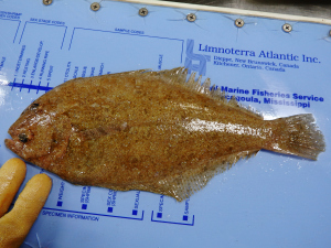 Dusky Flounder (Syacium papillosum)