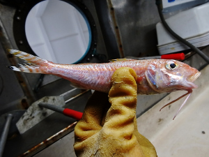Dwarf Goatfish (Upeneus parvus)