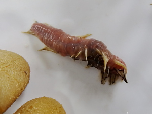 Fireworm (Amphinomidae)