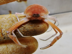 Fivespine Purse Crab (Myropsis quinquespinosa)