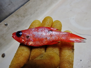 Flamefish (Apogon maculatus)