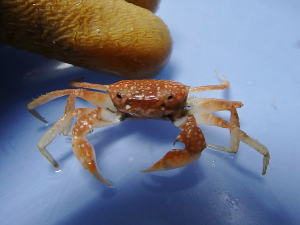 Flecked Squareback Crab (Pseudorhombila quadridentata)