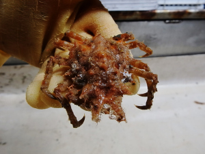 Furcate Spider Crab (Stenocionops furcata coelata)
