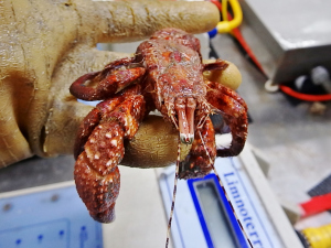 Giant Hermit Crab (Petrochirus diogenes)