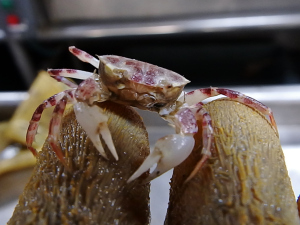 Gulf Squareback Crab (Specocarcinus lobatus)