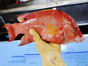 Hogfish (Lachnolaimus maximus)