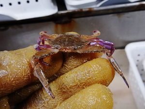 Iridescent Swimming Crab (Portunus gibbesii)