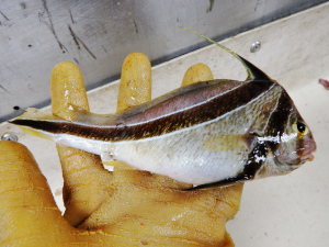 Jackknife-Fish (Equetus lanceolatus)