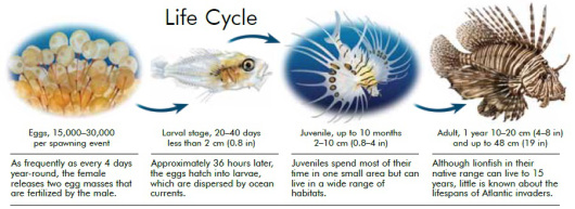 Life cycle of the lionfish