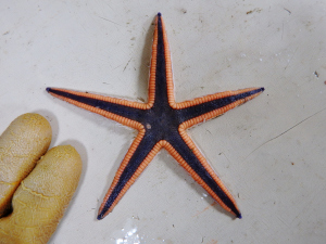 Lined Sea Star (Luidia clathrata)