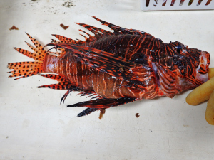 Lionfish (Pterios spp.)