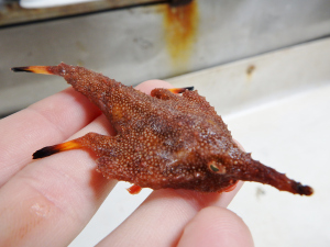 Longnose Batfish (Ogcocephalus corniger)