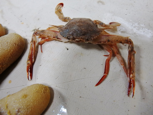 Longspine Swimming Crab (Portunas spinicarpus)