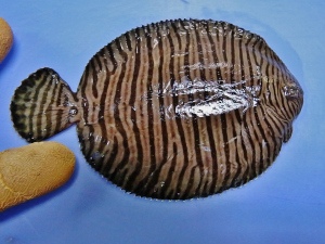 Naked Sole (Gymnachirus melas)