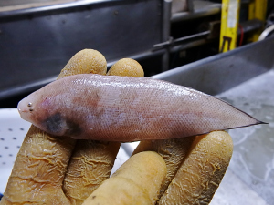 Offshore Tonguefish (Symphurus civittatium)