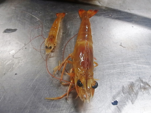 Size discrepancy in brown shrimp.  We only kept the larger ones to eat.