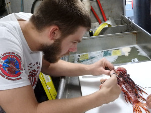 Volunteer CJ Duffie, removing the gonads of a lionfish