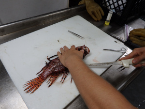 Filleting a larger lionfish