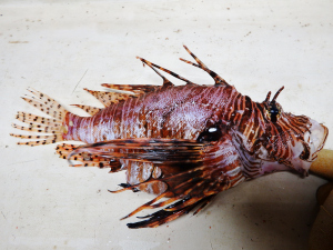 Lionfish (Pterios spp.)