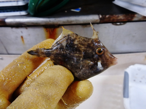 Planehead Filefish (Stephanolepis hispidus)