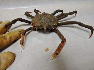 Portly Spider Crab (Libinia emarginata)