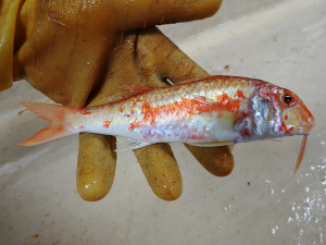 Red Goatfish (Mullus auratus)