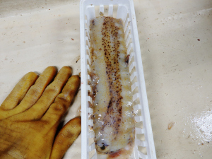 Sea Cucumber (Holothuriidae)