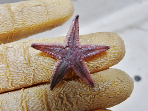 Seastar (Astropecten duplicatus)