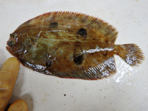 Shrimp Flounder (Gastropsetta frontalis)