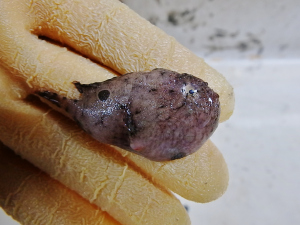 Singlespt Frogfish (Antennarius radiosus)