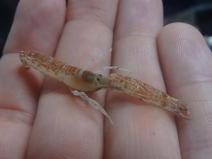 Snapping Shrimp (Alpheidae)