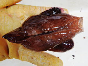 Sooty Seahare (Aplysia morio)