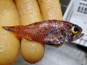 Sponge Cardinalfish (Phaeoptyx xenus)