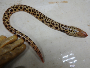 Spotted Spoon-Nose Eel (Echiophis intertinctus)