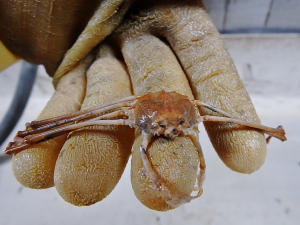 Stilt Spider Crab (Anasimus latus)