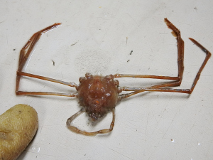 Stilt Spider Crab (Anasimus latus)