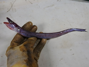 Threadtail Conger (Urogonger syringinus)