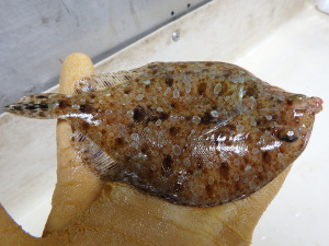 Twospot Flounder (Bothus robinsi)