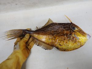 Unicorn Filefish (Aluterus monoceros)