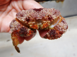 Unidentified Crab #4