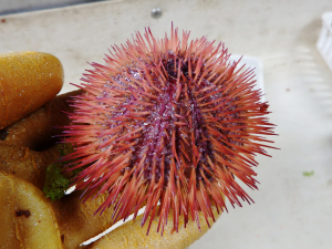 Variegated Urchin (Lytechinus variegatus)