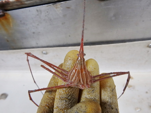 Yellowline Arrow Crab (Stenorhynchus seticornis)