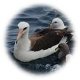albatross_circ