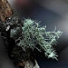 Usnea lichens are common in New Mexico.