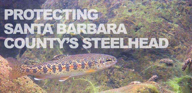 Working to protect steelhead while maintaining flood protection for Santa Barbara County 