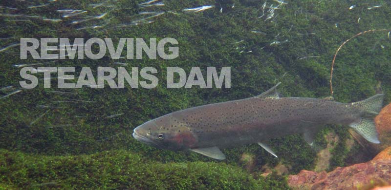 Removal of Stearns Dam supports steelhead reintroduction program in Oregon’s Deschutes River Basin
