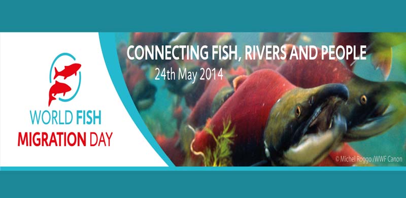 World Fish Migration Day