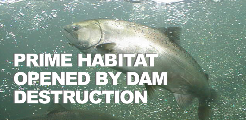 Removal of diversion dam improves habitat access for migrating fish in California’s Tehama County