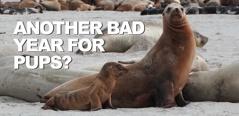 Underweight California sea lion and northern fur seal pups at a California rookery forebodes the possibility of high strandings along U.S. West Coast this winter and spring