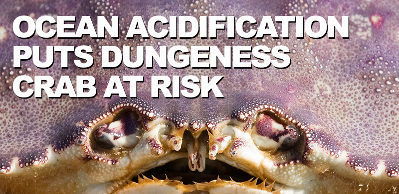 Ocean acidification puts Northwest Dungeness crab at risk, research finds